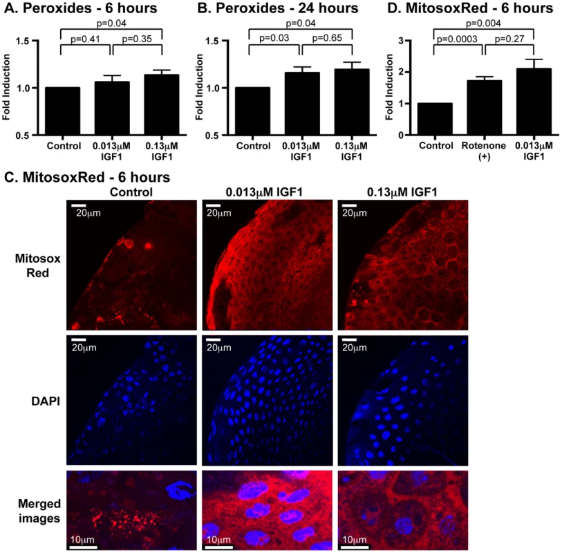 Ingested human IGF1 increased ROS levels in <i>A. stephensi</i> midguts.