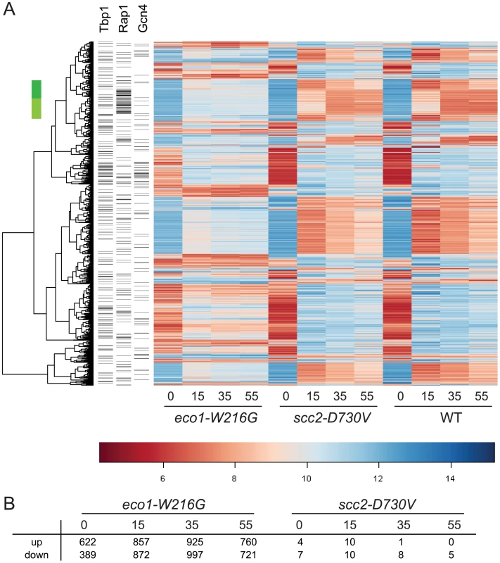 Gene expression is disrupted by the <i>eco1-W216G</i> mutation.