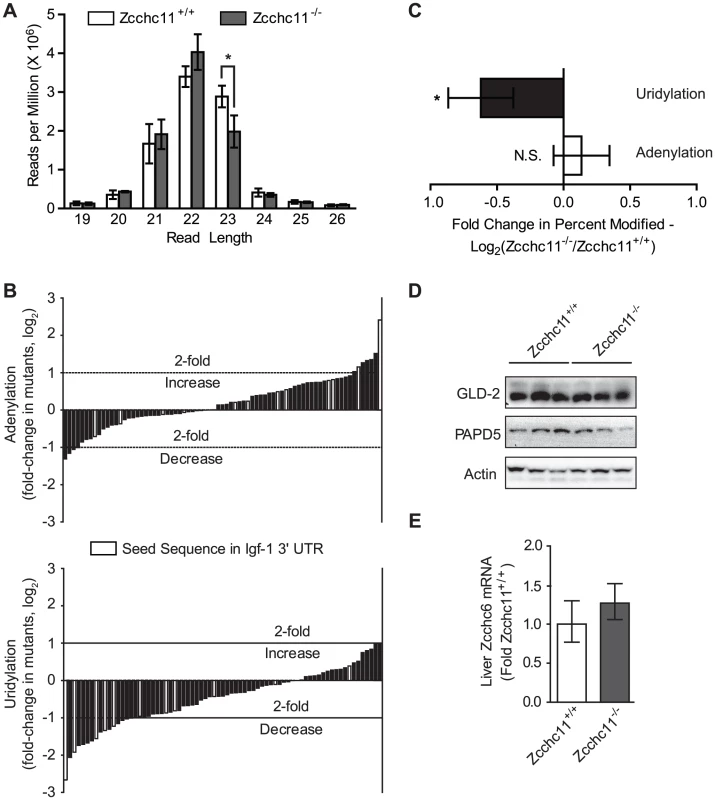 Zcchc11 is essential for the uridylation of miRNAs.