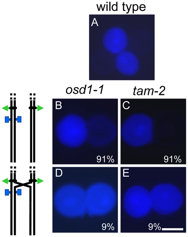 Single-locus (FTL3253) segregation patterns in pollen.