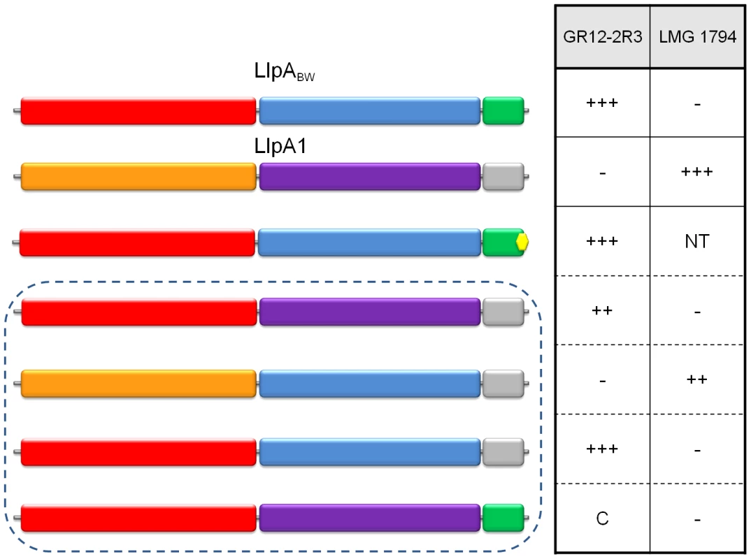 Differential inhibitory activity of wild-type LlpA<sub>BW</sub> and LlpA/LlpA1 domain chimers.