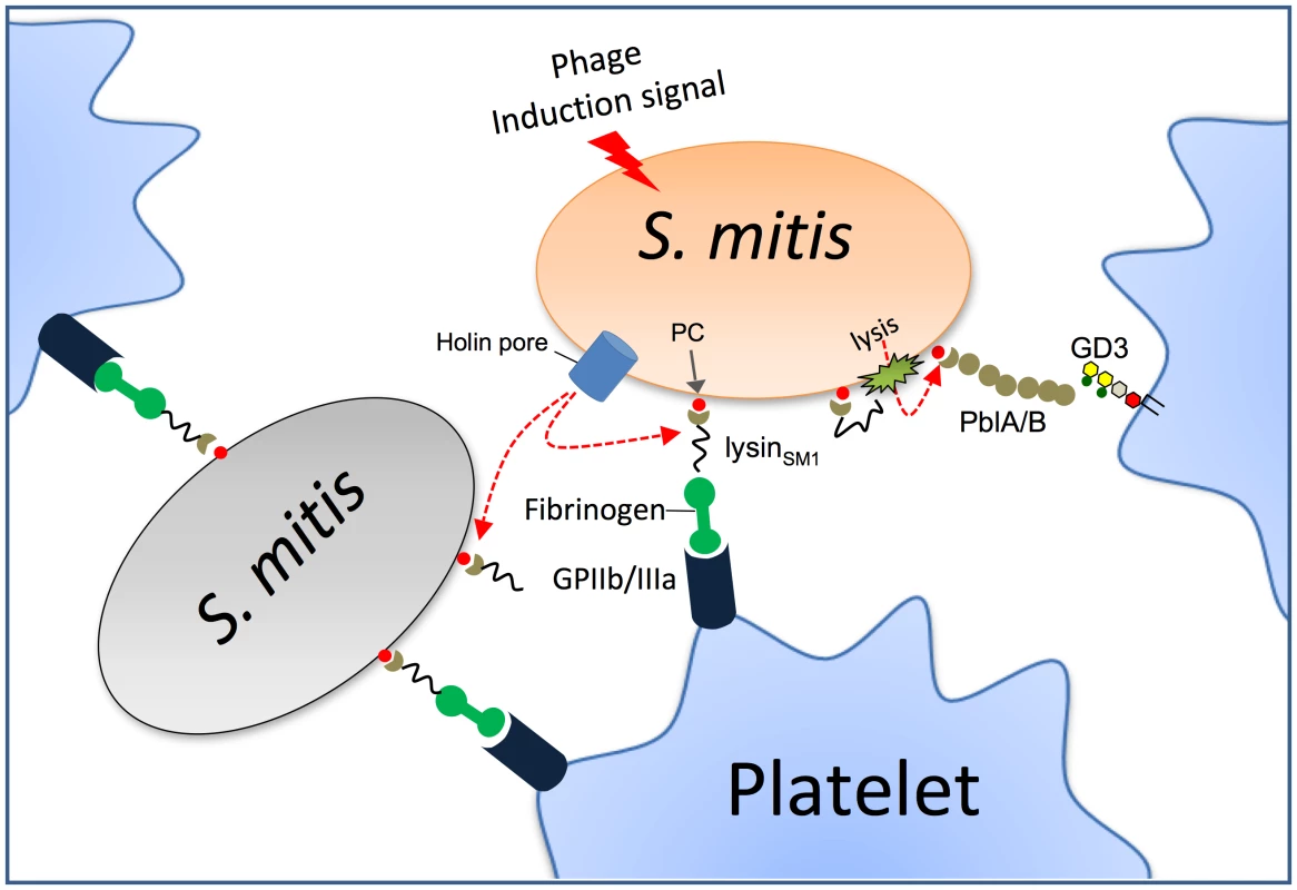 Model for the role of lysin in platelet binding.