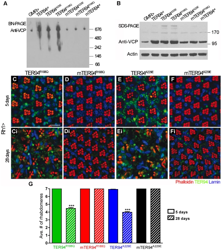 Formation of hexamers is crucial for the cytotoxicity of disease proteins.