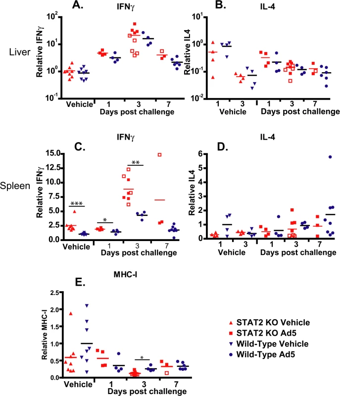 Cytokine expression in the liver is similar in wt and STAT2 KO hamsters; however, the expression of IFNγ is up-regulated in the spleen of STAT2 KO hamsters compared to wt ones.
