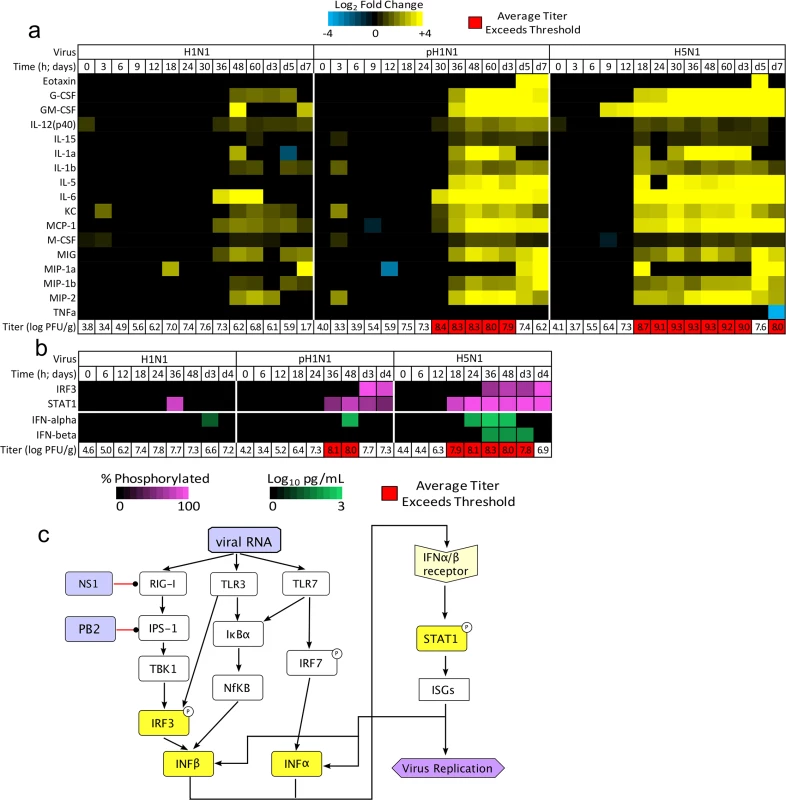 Threshold-like behavior is observed on upstream and downstream components of the IFN signaling pathway.