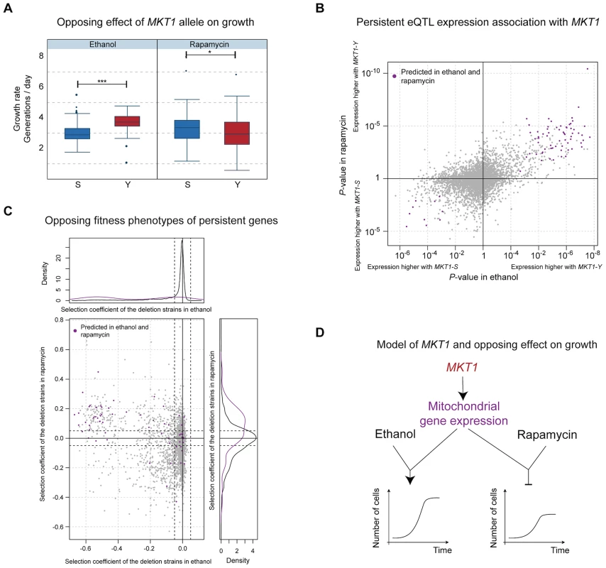 Molecular basis of the <i>MKT1</i> genotype's opposing effects on growth.