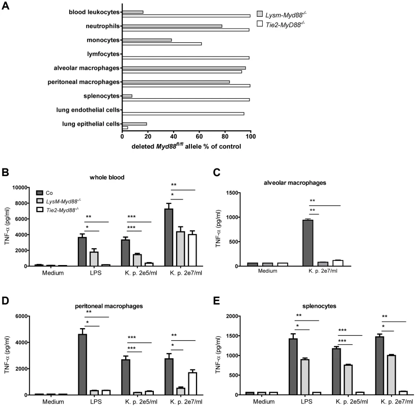 Genetic and functional characterization of primary cells from LysM-<i>Myd88<sup>−/−</sup></i> and Tie2-<i>Myd88<sup>−/−</sup></i> mice.