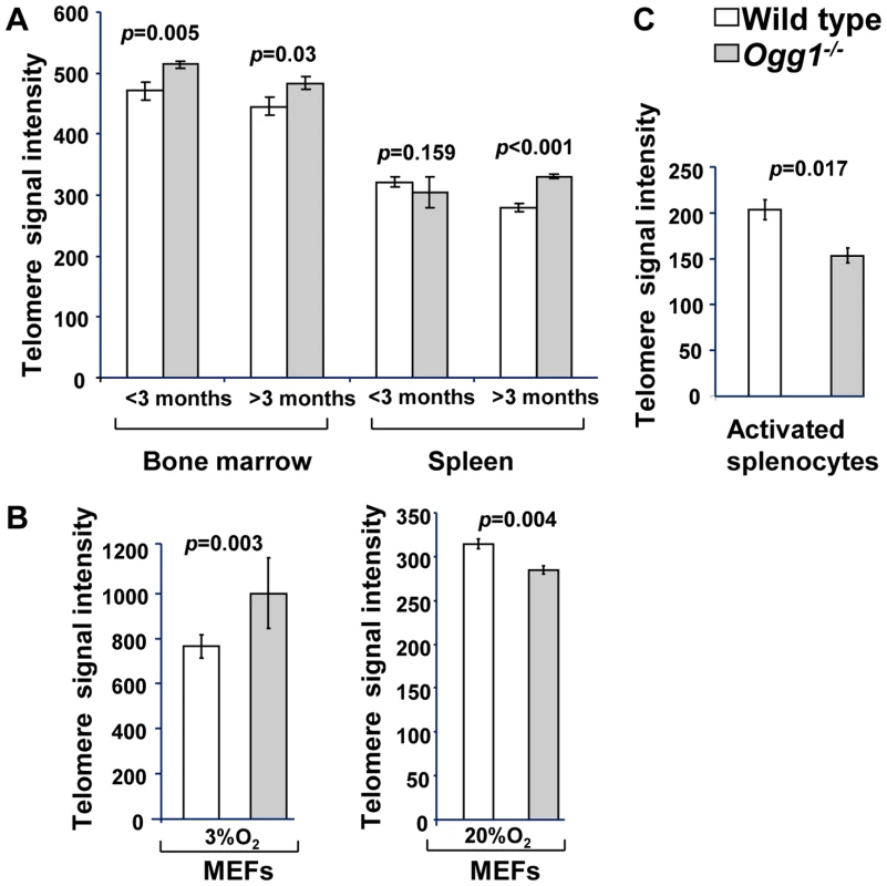 Average telomere length in wild-type and <i>Ogg1<sup>−/−</sup></i> mouse tissues and primary MEFs.