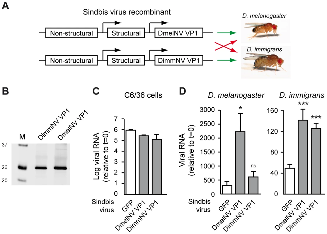 Viral RNAi suppressors are host species-specific pathogenicity determinants.