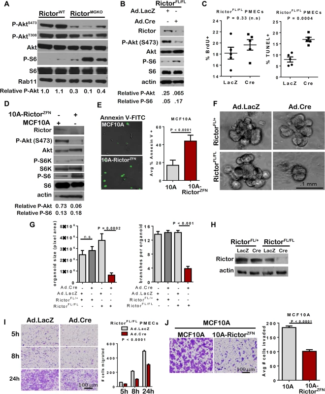 Impaired survival and morphogenesis of mammary epithelial structures upon loss of Rictor <i>ex vivo</i>.