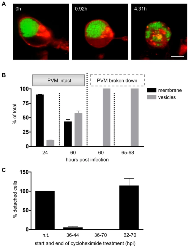 A host cell membrane protein is rapidly lost upon PVM breakdown.