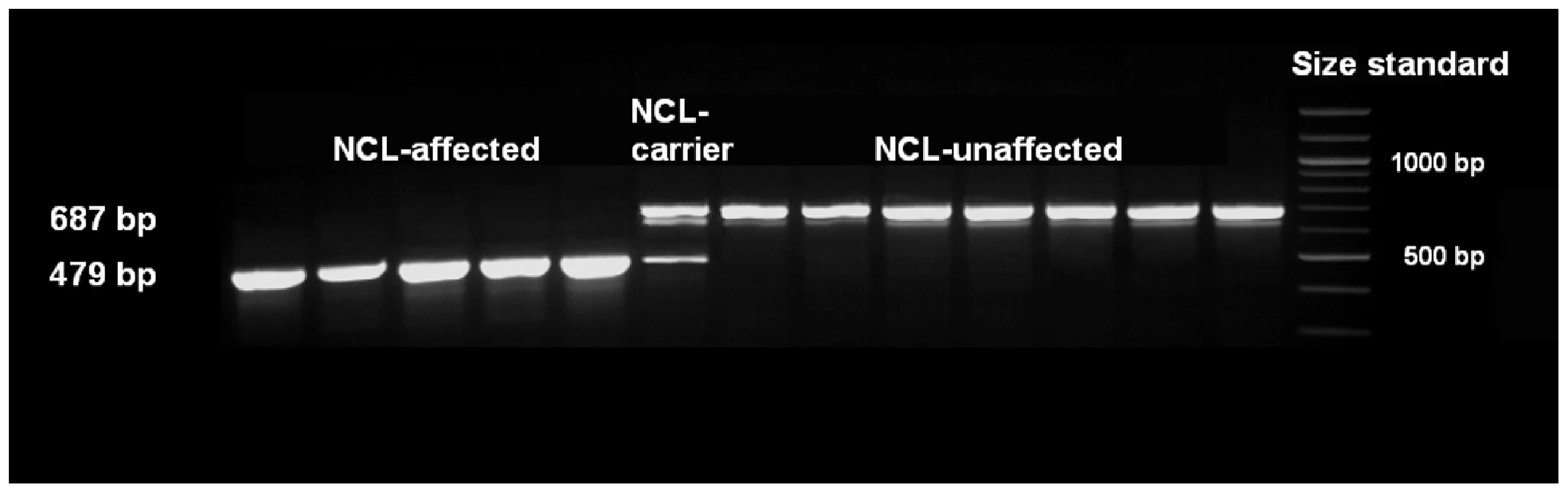 Mutation analysis of exon 16 using cDNA.
