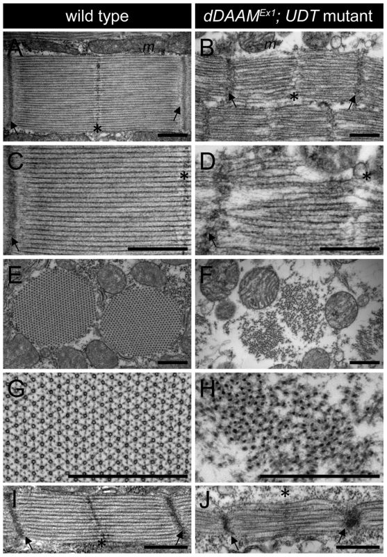 EM analysis of IFM morphology in <i>dDAAM</i> mutants.