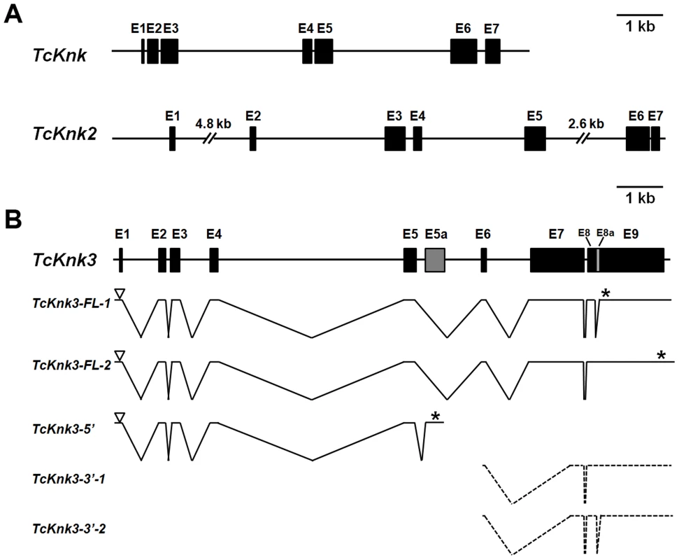 Schematic diagram of the exon–intron organizations of the putative <i>Tribolium castaneum Knk</i>-family genes.