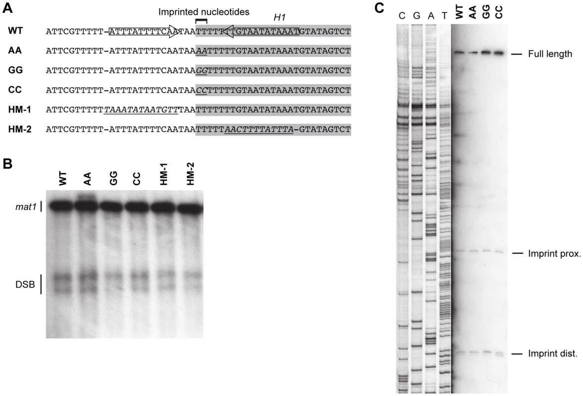 Substitutions in the region around and of the imprinted nucleotides.