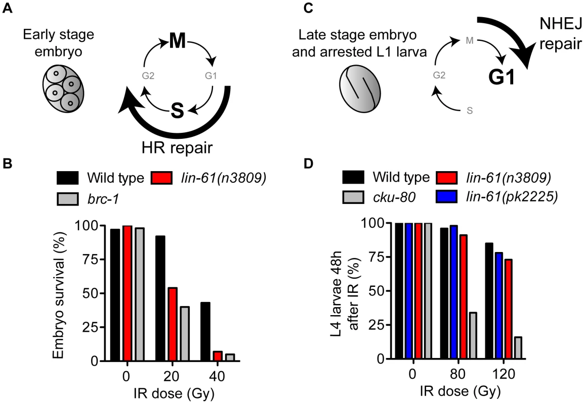 LIN-61 is needed for HR, but not NHEJ, in somatic cells.