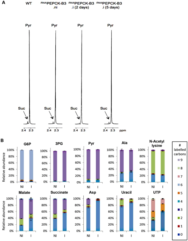 Metabolic profile of <sup><i>RNAi</i></sup>PEPCK-B3 BSF <i>T</i>. <i>brucei</i> confirms depletion of dicarboxylic acids and pyrimidines.
