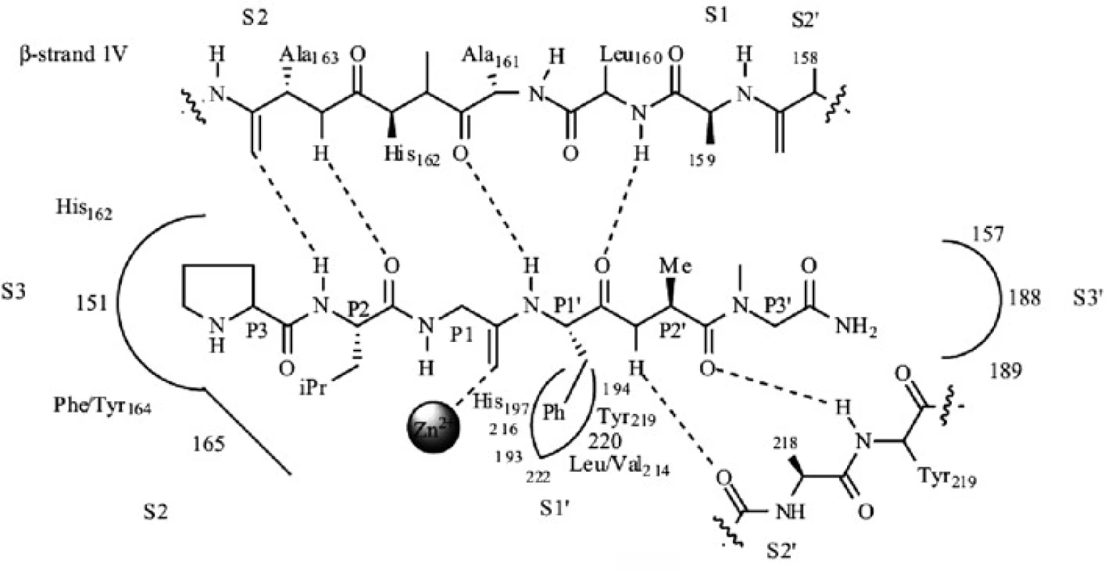 Schéma aktívneho miesta MMP-8 s prirodzeným substrátom <sup>4)</sup>