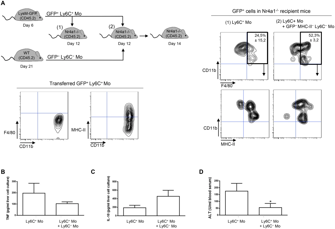 Ly6C<sup>-</sup> monocytes induce differentiation of Ly6C<sup>+</sup> monocytes into macrophages in <i>T</i>. <i>congolense</i>-infected Nr4a1<sup>-/-</sup> mice that lack endogenous Ly6C<sup>-</sup> monocytes.