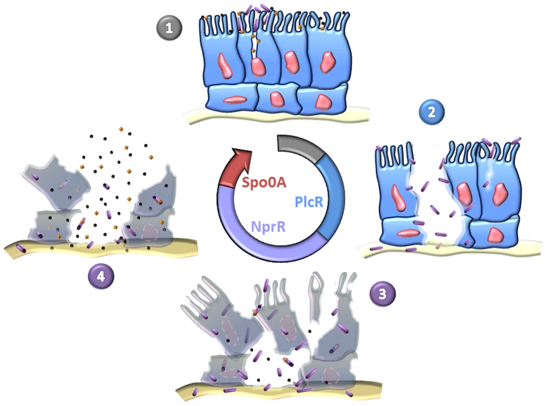 Sequential expression of master regulators during the infectious cycle of <i>Bt</i>.