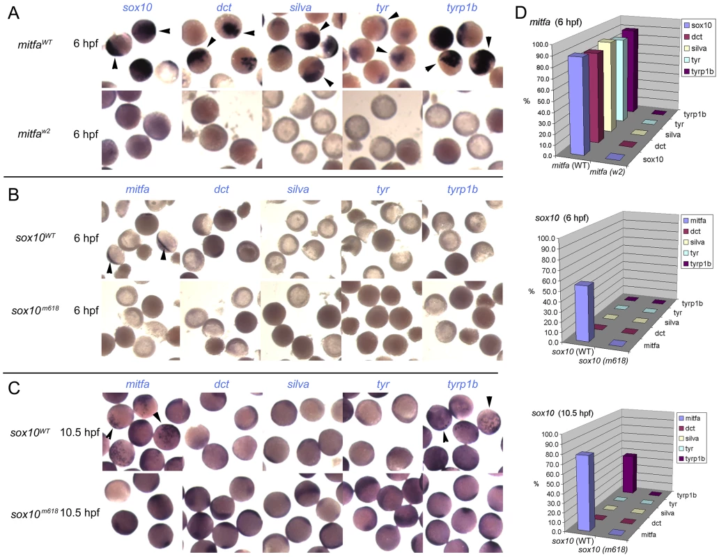 Induction of Mitfa-responsive genes is largely suppressed by Sox10.