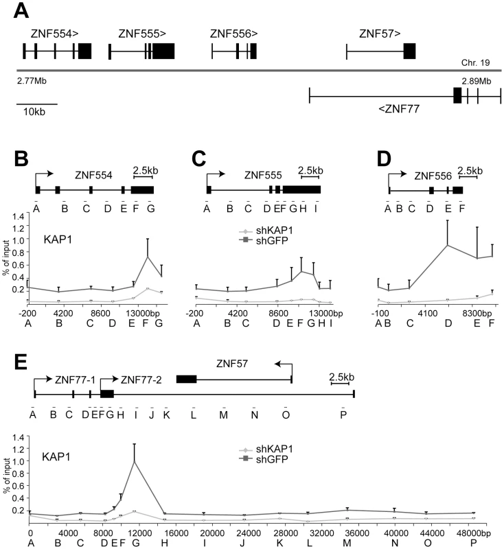 KAP1 is enriched at the 3′end of KRAB–ZFPs.