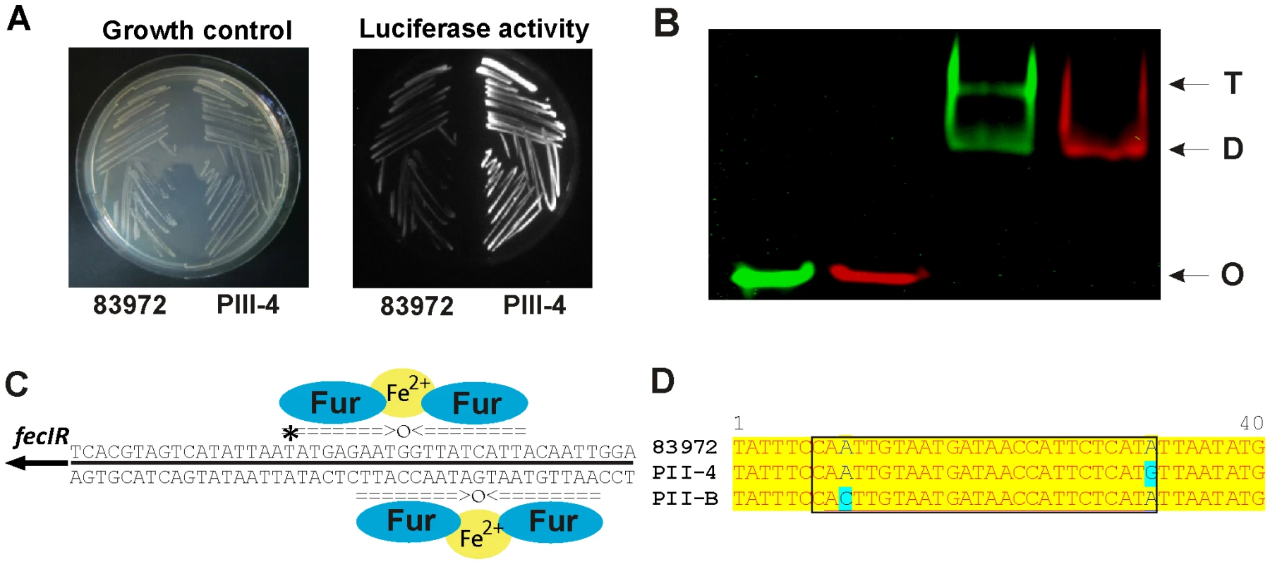 Increased <i>fecIR</i> expression due to a T → C transition in the upstream region of <i>fecIR</i> genes in re-isolate PII-4 relative to parent strain 83972.