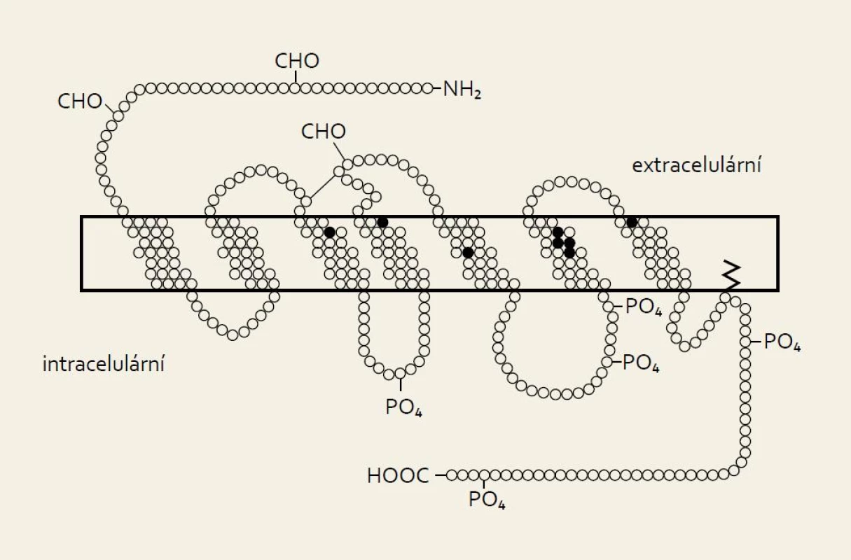 Struktura molekul obou forem somatostatinu.
Fig. 1. Molecular structure of both forms of somatostatin.