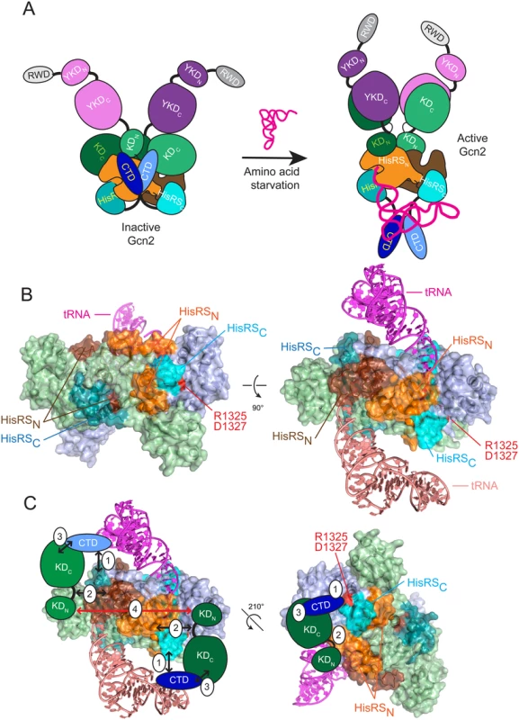 Hypothetical model for the role of the CTD/HisRS domain interaction in stabilizing the inhibitory CTD/KD interaction.