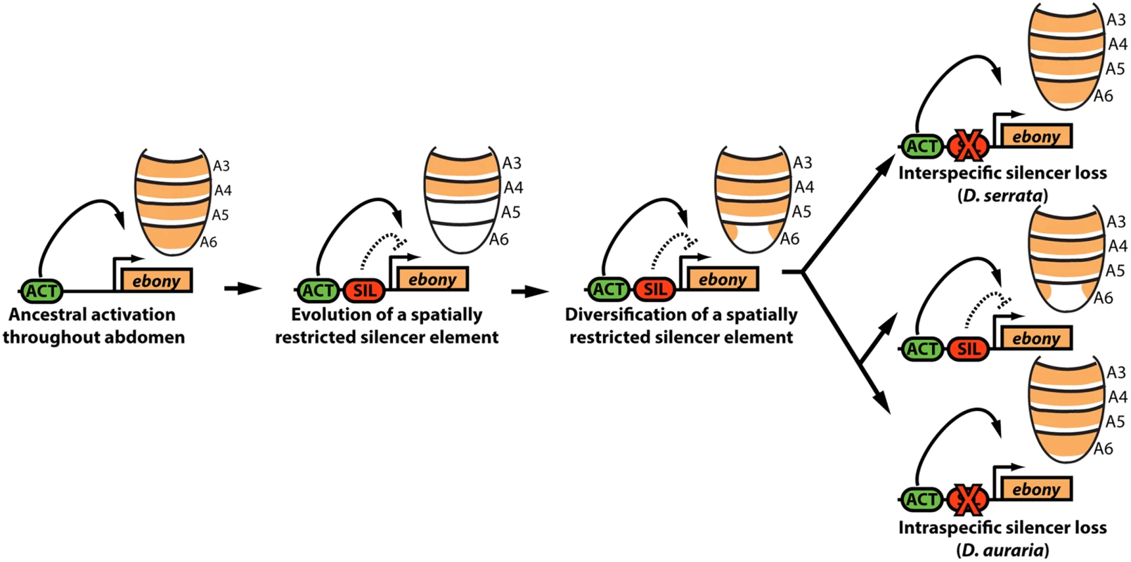 Model for the parallel loss of the <i>ebony</i> upstream silencer element.