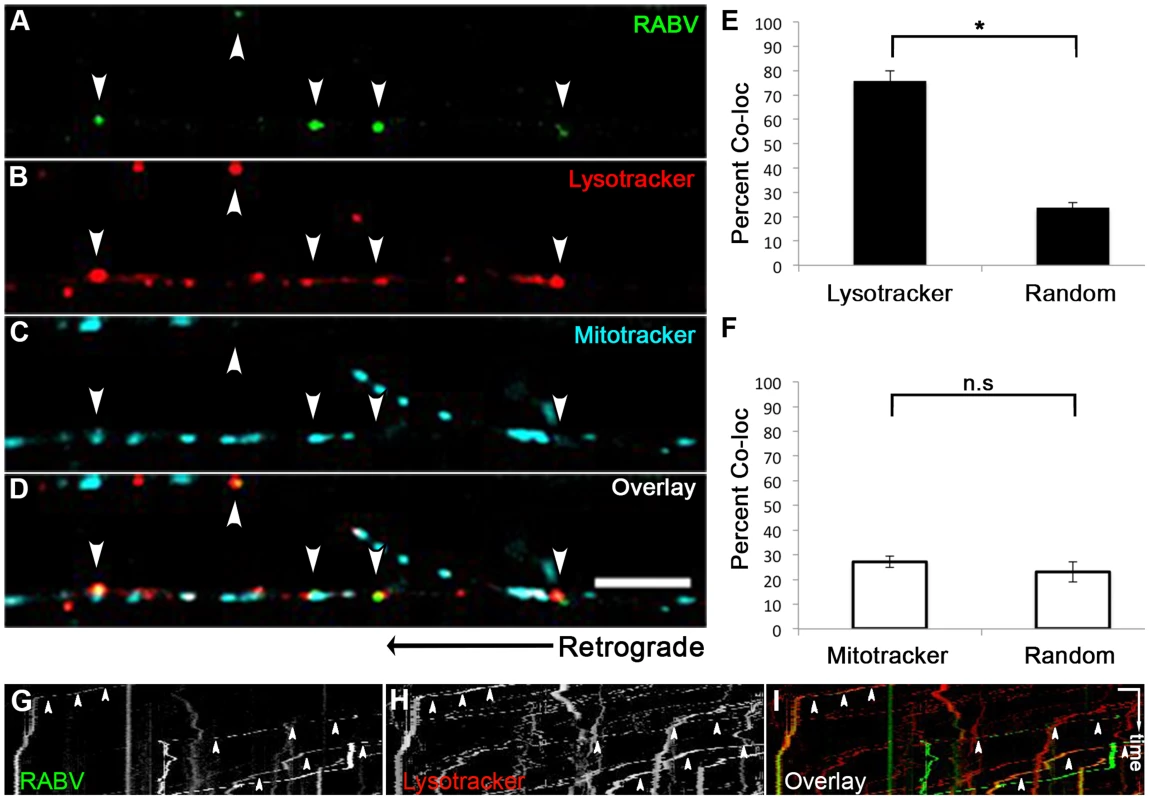 RABV is transported in acidic compartments in sensory axons.
