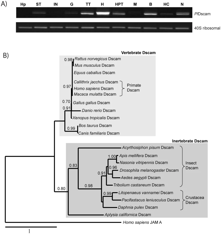 Tissue distribution and phylogenetic analysis.