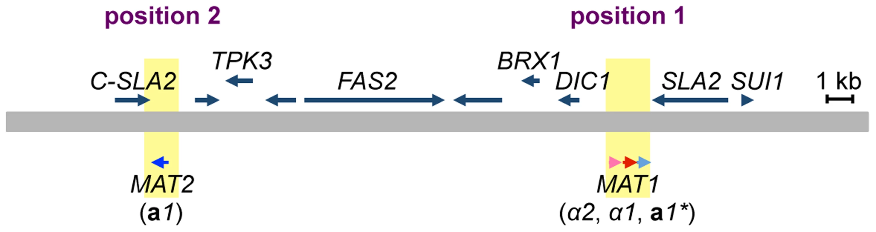 Two mating type loci in <i>H. polymorpha</i>.