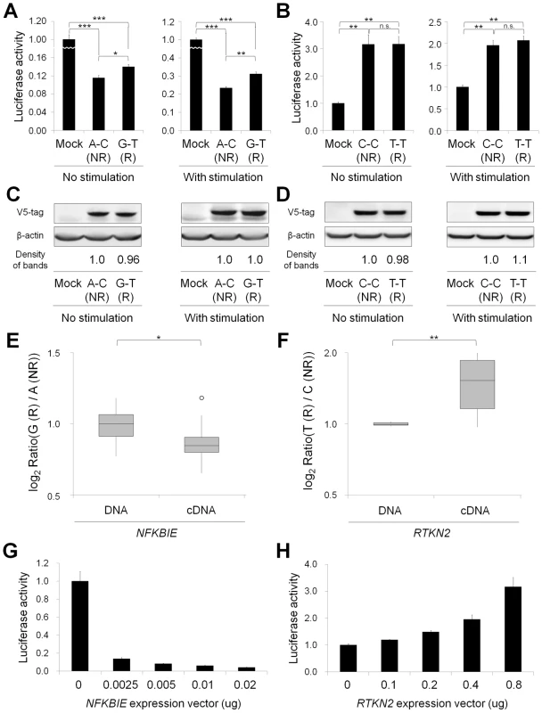 Functional evaluation of nsSNPs and allelic imbalance of expression in <i>NFKBIE</i> and <i>RTKN2</i>.