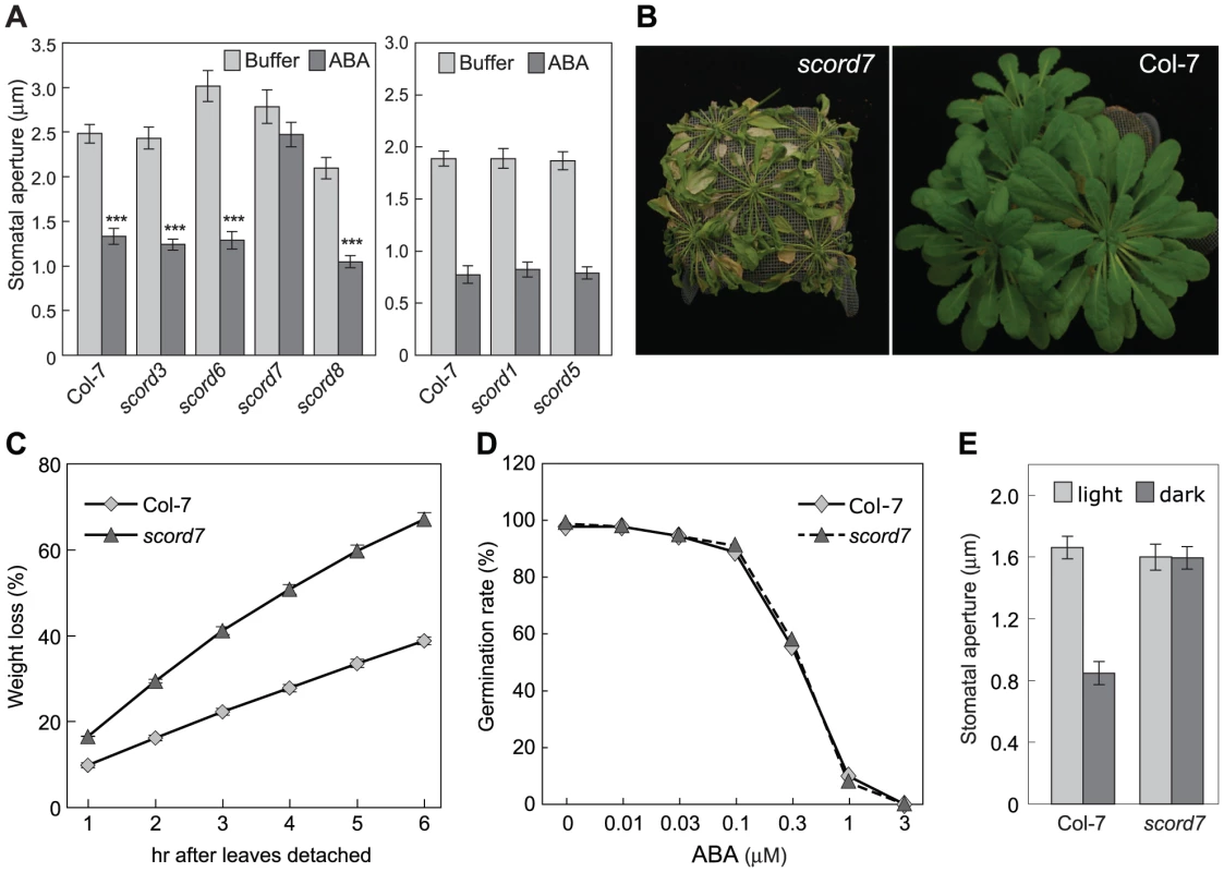 Responses of <i>scord</i> mutants to ABA.