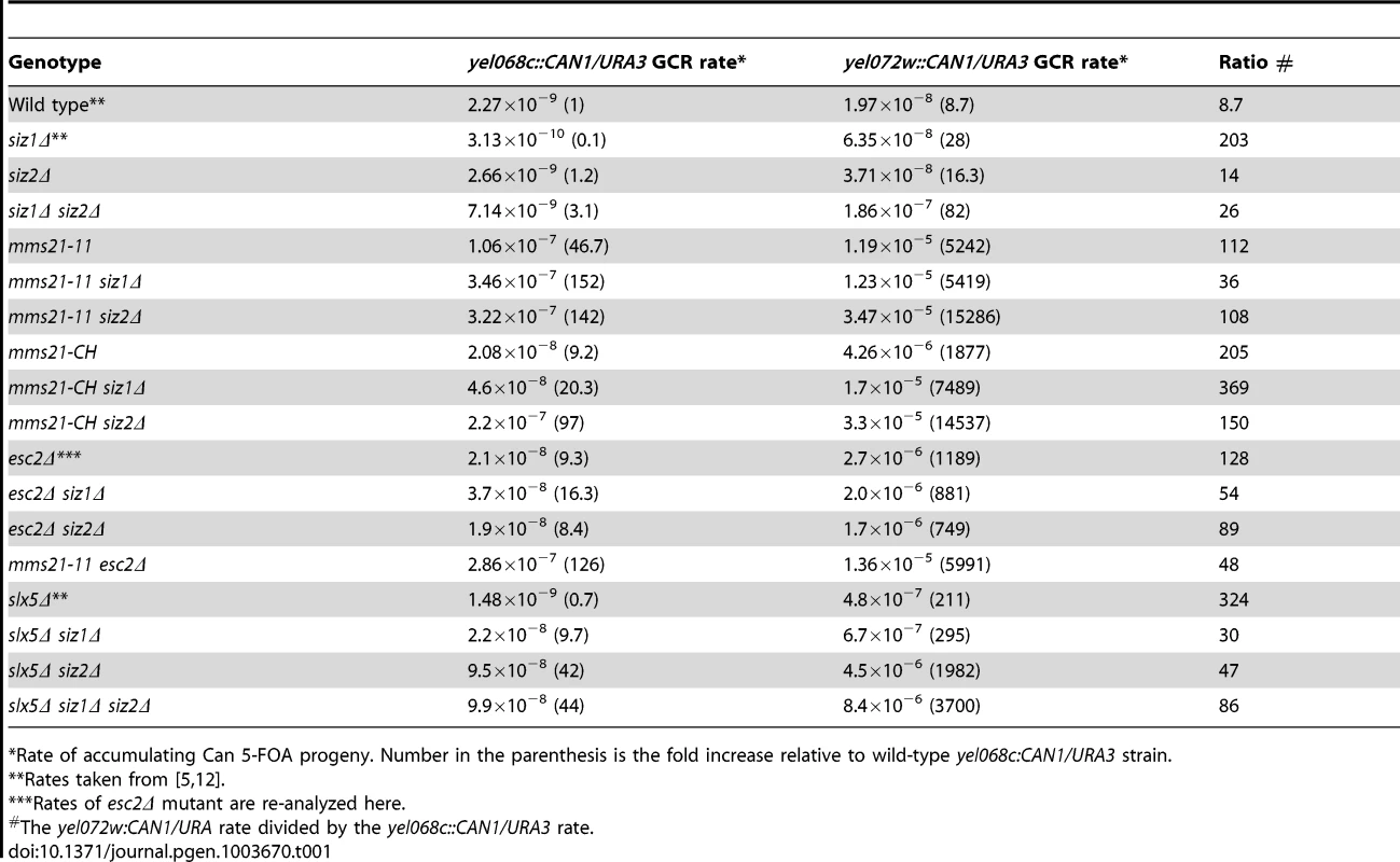 Effect of mutation of SUMO E3 ligases, Esc2 and Slx5 on duplication-mediated GCRs.