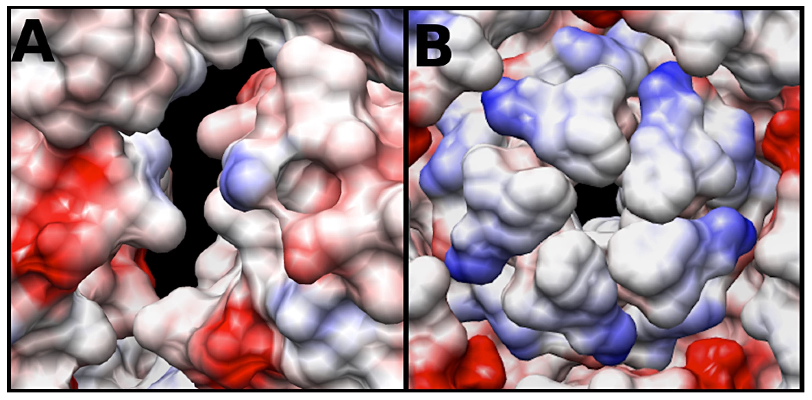 Coulombic surface coloring of the two-fold and five-fold axis.