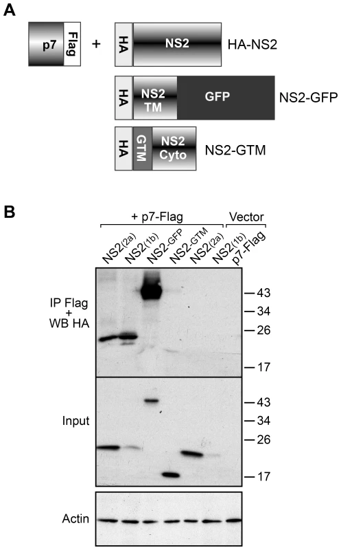 NS2 and p7 interact in a co-immunoprecipitation assay.
