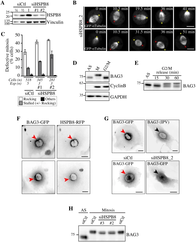 Defects in spindle dynamics upon depletion of HSPB8 correlate with impaired localization of BAG3 at G2/M.
