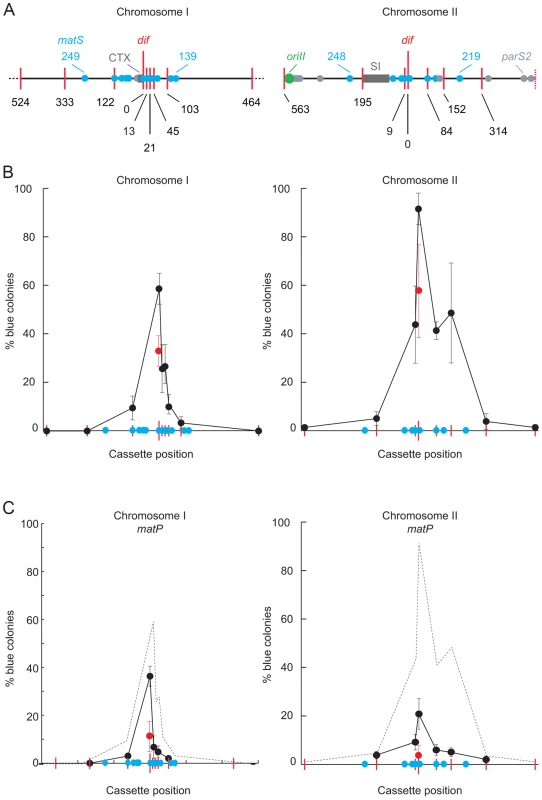 Influence of MatP on SCC during septation.