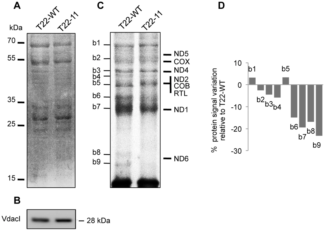 Mitochondrial <i>in organello</i> protein synthesis of T22-11 transformant.