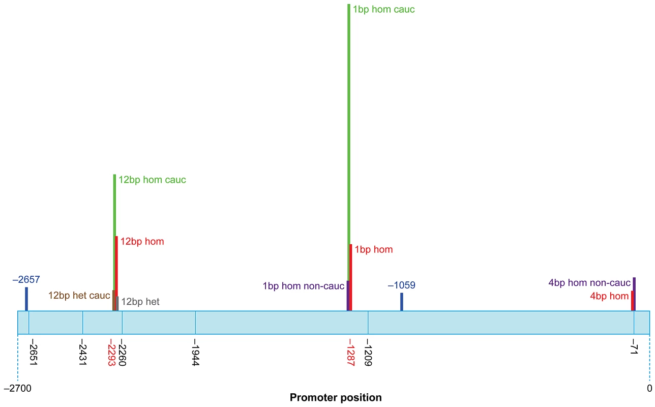 Schematic representation of the human <i>ΔNp63</i> promoter showing SNP and indel locations.