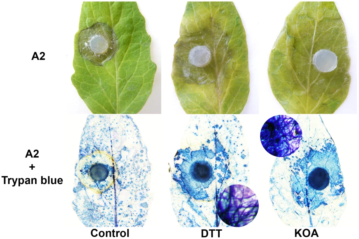 Artificial induction of reducing conditions reverts the A2 phenotype.