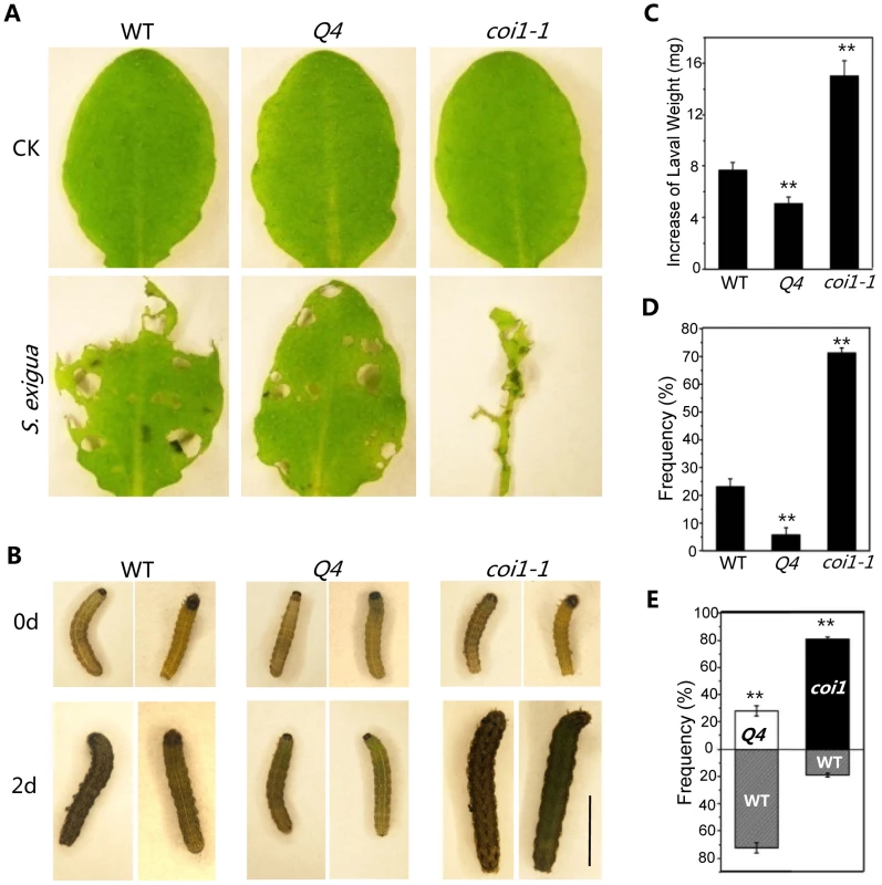 The <i>bhlh3 bhlh13 bhlh14 bhlh17</i> quadruple mutant exhibited enhanced JA-mediated plant defense against insect.