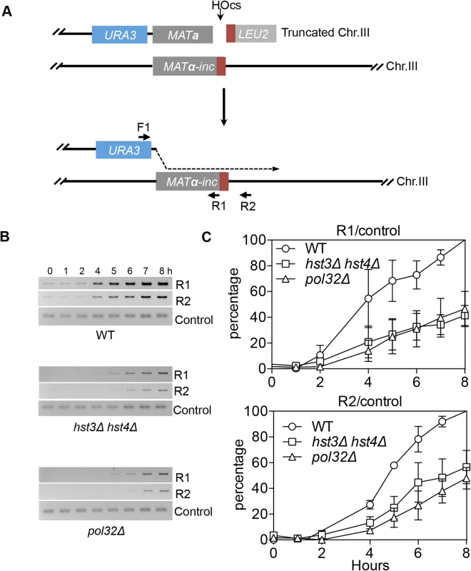 <i>hst3</i>Δ <i>hst4</i>Δ and <i>pol32</i>Δ mutants are defective in the DNA synthesis step of BIR.
