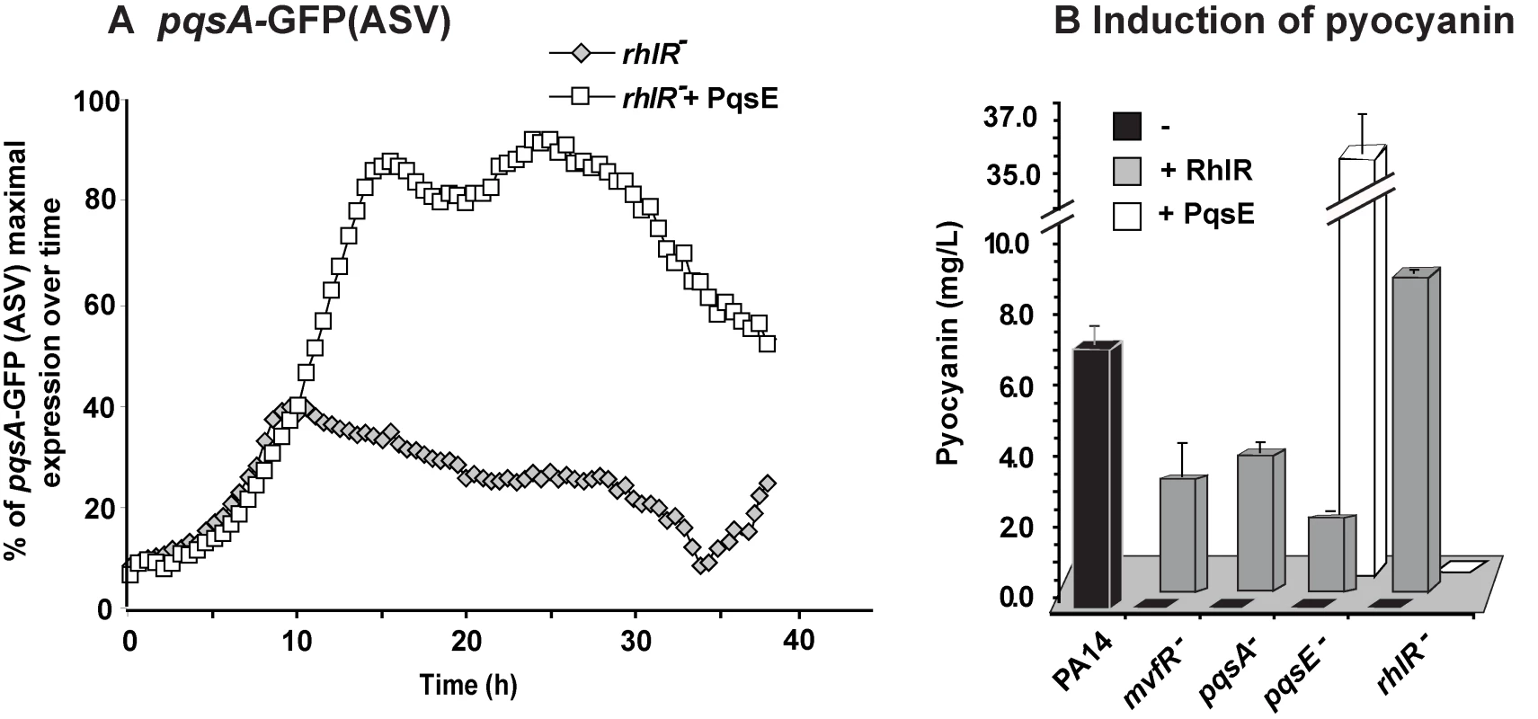 MvfR network regulation requires finely tuned cooperation between the MvfR component PqsE and the AHL QS regulator RhlR.