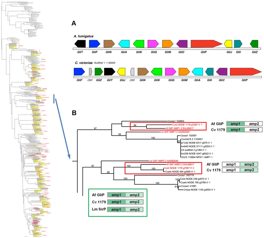 <i>C. victoriae</i> has an ortholog of <i>A. fumigatus</i> GliP responsible for gliotoxin production.