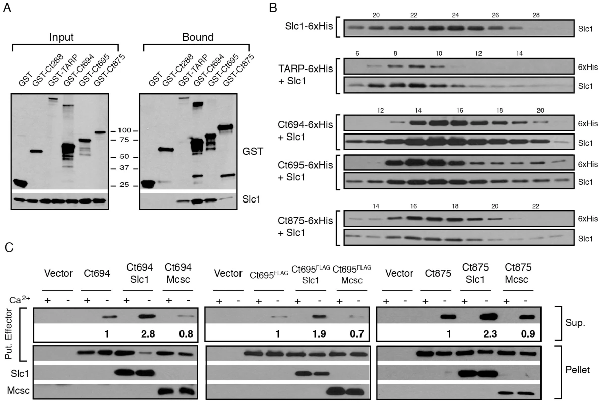 Slc1 associates as stable, multi-protein complexes with TARP, Ct694, Ct695 and Ct875/TepP, and enhances their secretion via the T3S system.