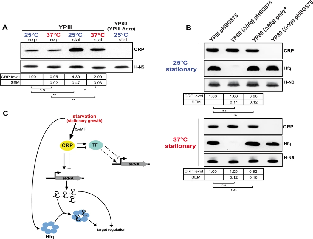 CRP, a growth phase and temperature-responsive master regulator in <i>Y. pseudotuberculosis</i>.