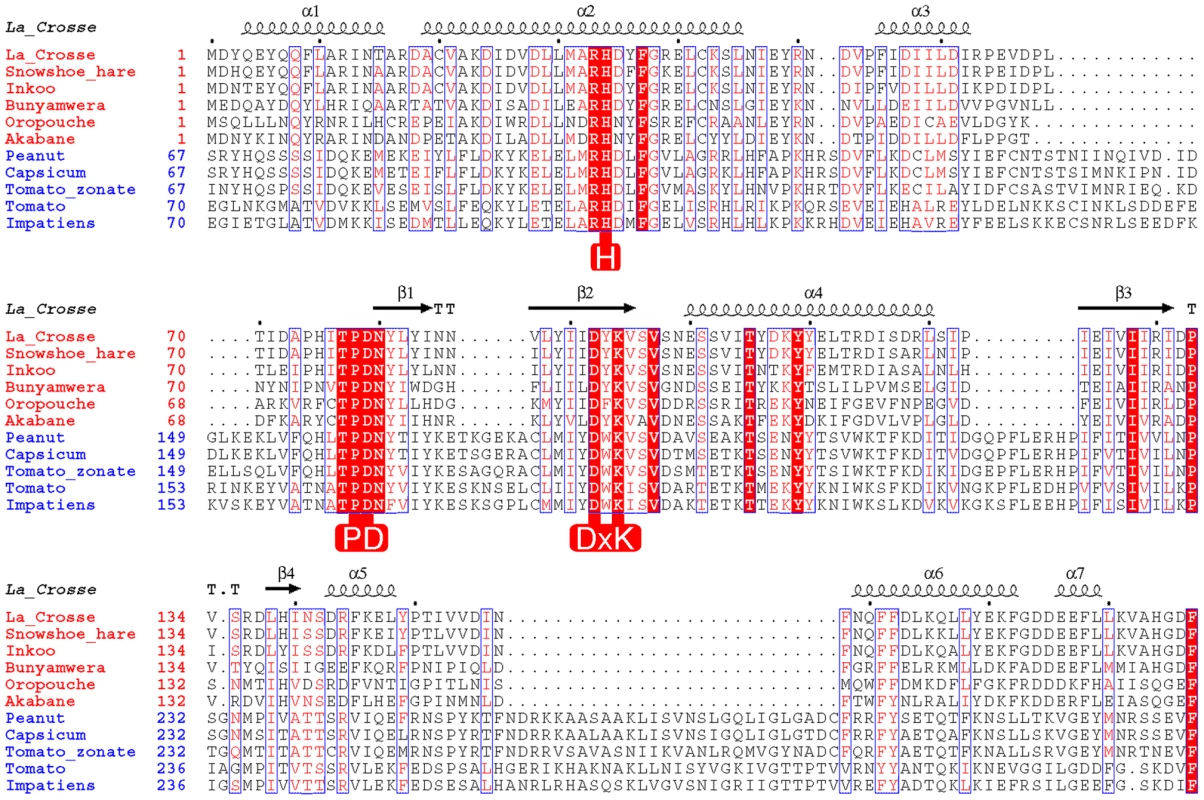Structure based alignment of the N-terminal domain of Orthobunya (red species names) and Tospovirus (blue species names) L-proteins.